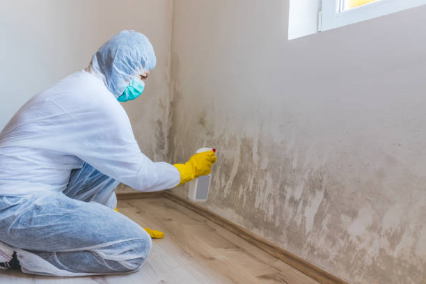 Licensed Mold Remediation service in Fredericksburg, TX - WQB Mold Removal